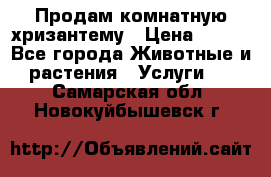 Продам комнатную хризантему › Цена ­ 250 - Все города Животные и растения » Услуги   . Самарская обл.,Новокуйбышевск г.